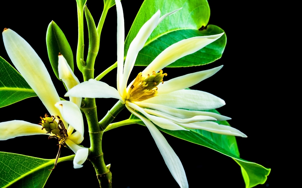 黄兰植物图片大全
