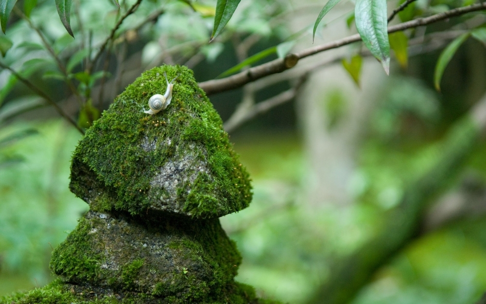 精选自然绿色青苔花草植物高清图片