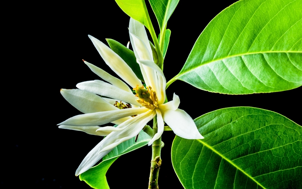 黄兰植物图片大全