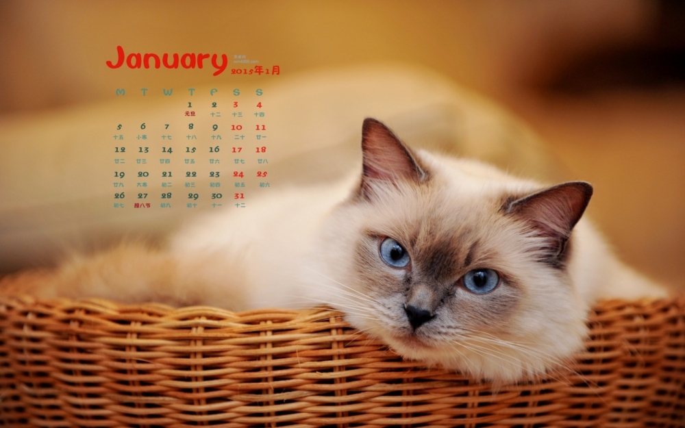 2015年1月日历壁纸可爱动物卖萌的猫咪高清图片大全