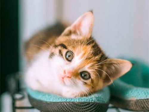 卖萌可爱猫咪