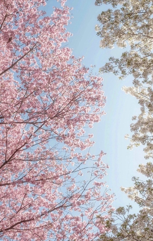 唯美粉色樱花小清新图片背景