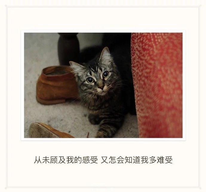 胖胖：所以的情话不过是谎言罢了