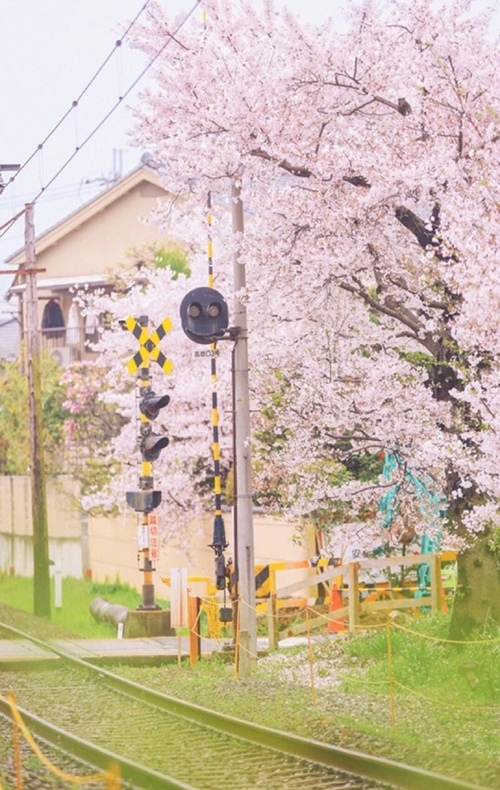 唯美粉色樱花小清新图片背景