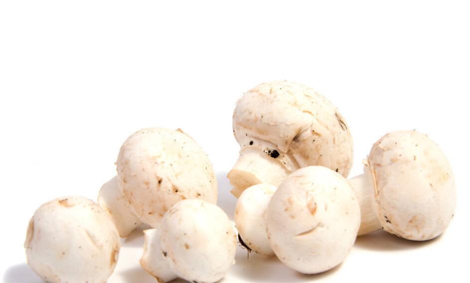 野生白色圆蘑菇图片