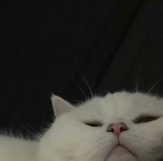 猫咪背景图  拿图
