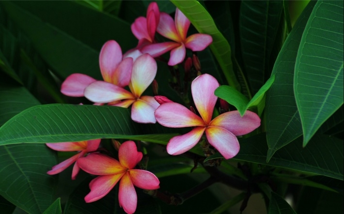 粉红色鸡蛋花高清桌面壁纸下载
