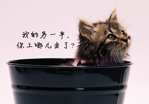 我的另一半，你去哪了？