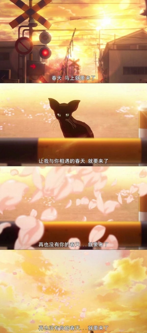 白茶清欢无别事 温柔只给意中人