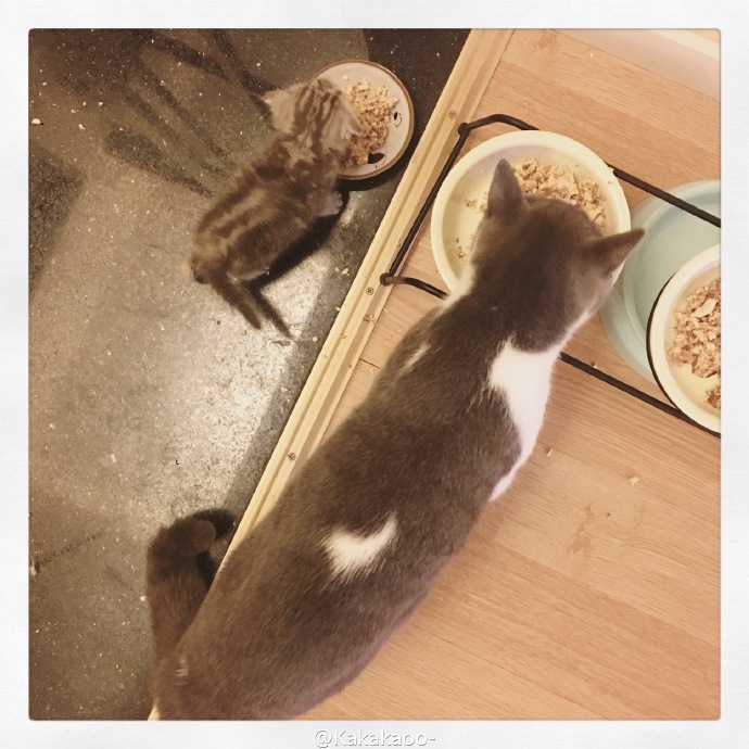我爱猫,
