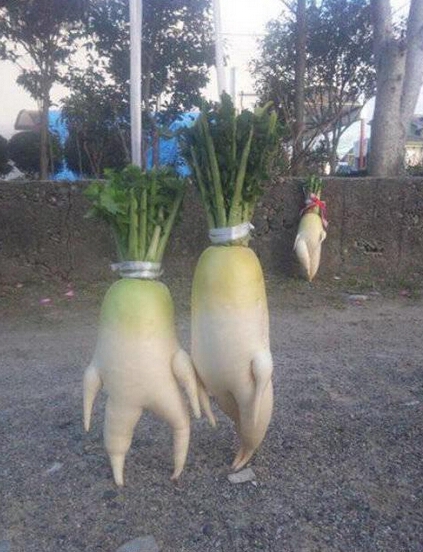 一个关于萝卜的爱情故事
