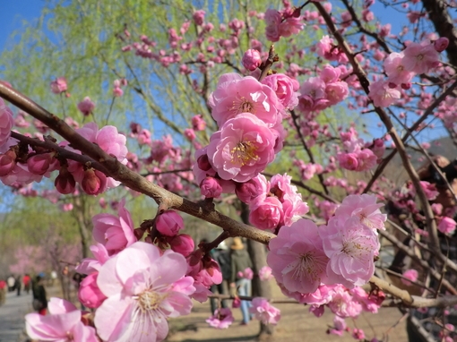 在一抹花香处，为你停留