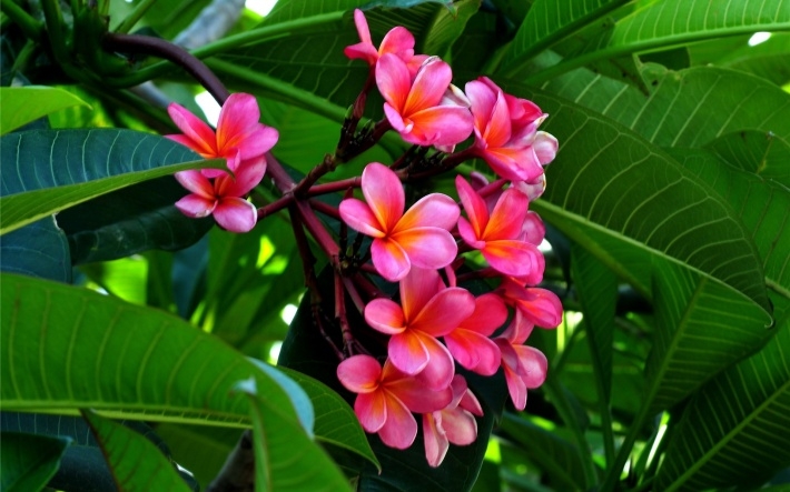 粉红色鸡蛋花高清桌面壁纸下载