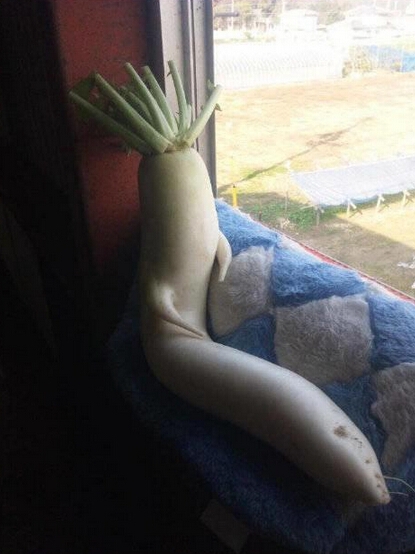 一个关于萝卜的爱情故事