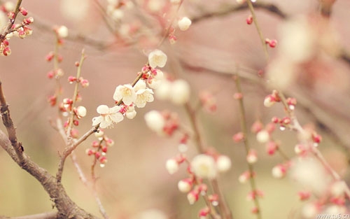 如果落花有意流水无情