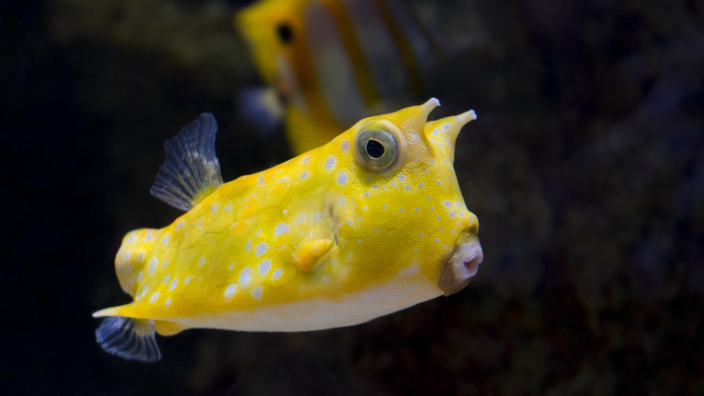 海底世界黄色斑点鱼电脑桌面壁纸