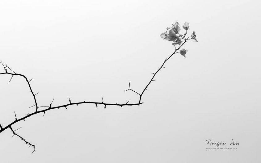 伤感黑白花卉形态壁纸大全精选
