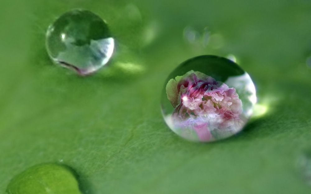 绿色植物叶子上的小水珠高清摄影桌面壁纸图片大全