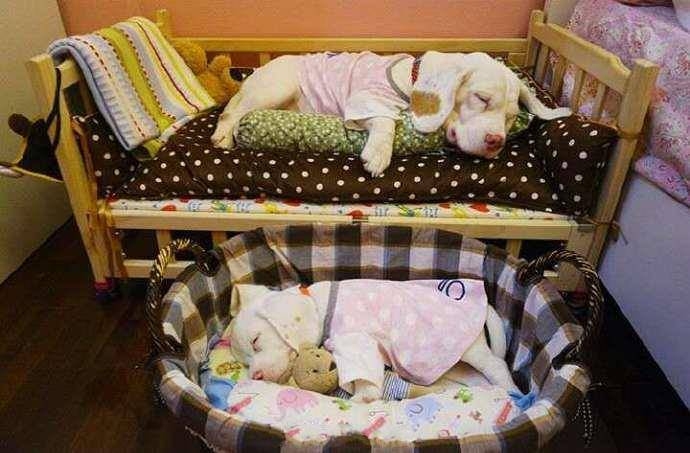 比格犬父子