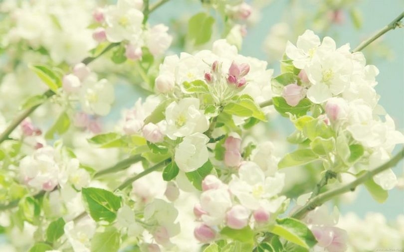 lomo摄影高清植物花卉壁纸大全