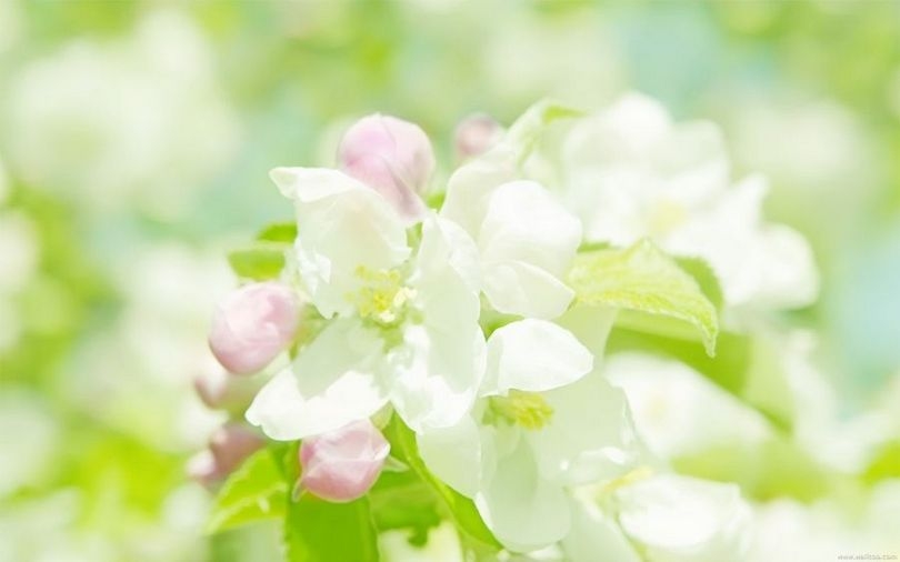 lomo摄影高清植物花卉壁纸大全