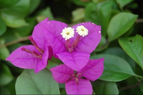 野外花草紫花杜鹃植物图片大全