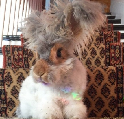 白 衬:这只兔子 让我想到了早上起床时的发型