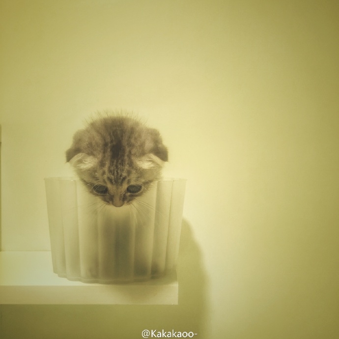 我爱猫,