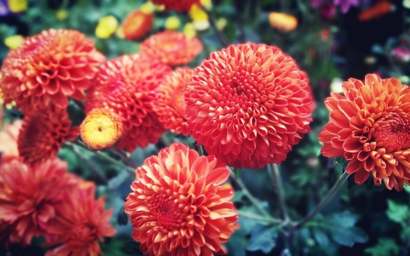 唯美花朵高清特写壁纸图片大全