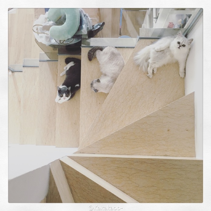 我爱猫,