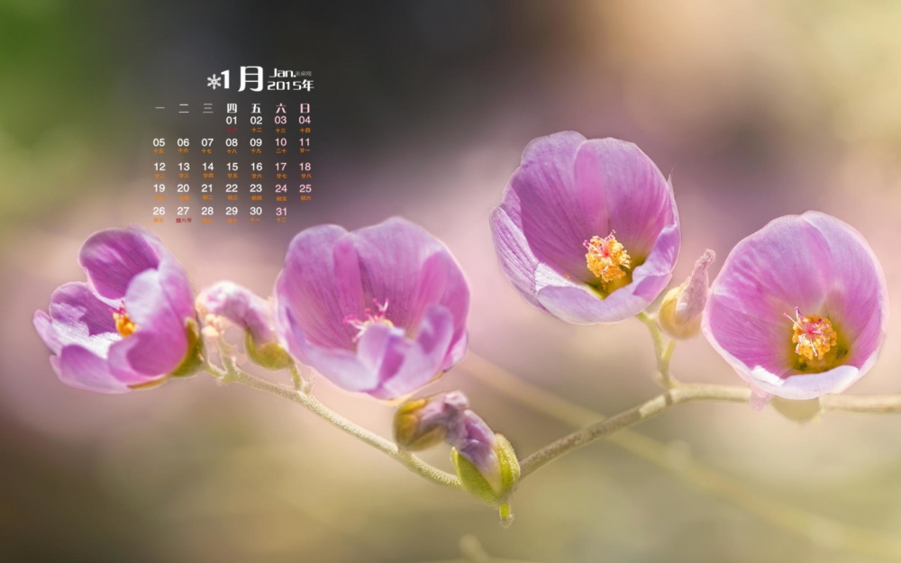 2015年1月日历壁纸唯美好看的清新大自然花朵图片合集第二辑