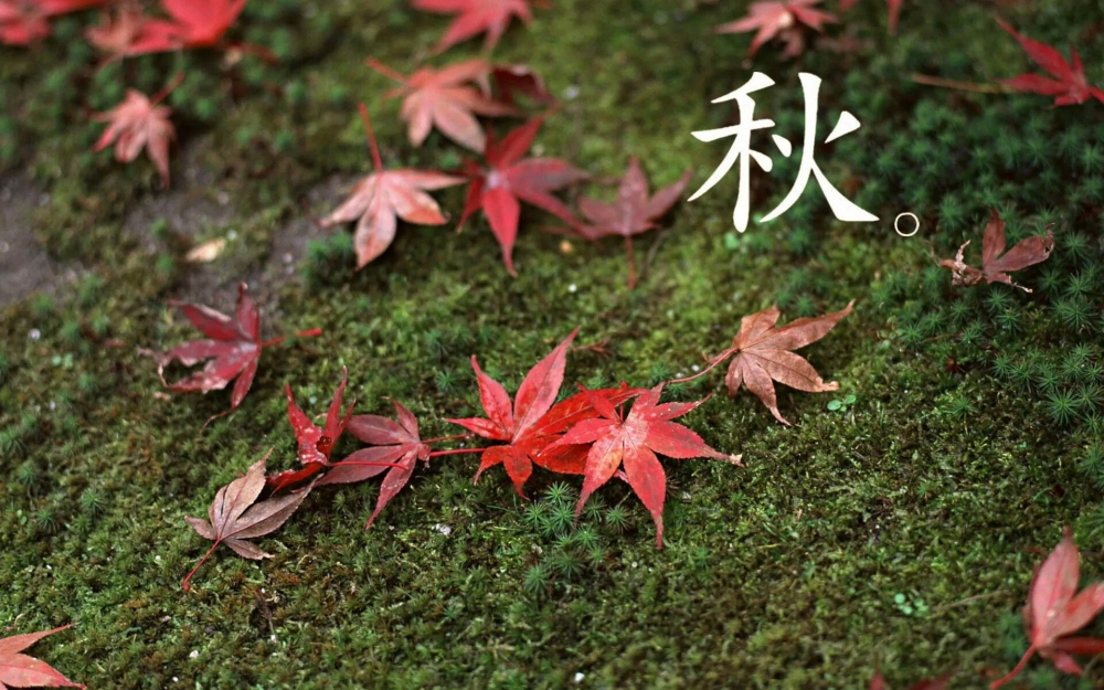 秋天火红的枫叶高清桌面壁纸