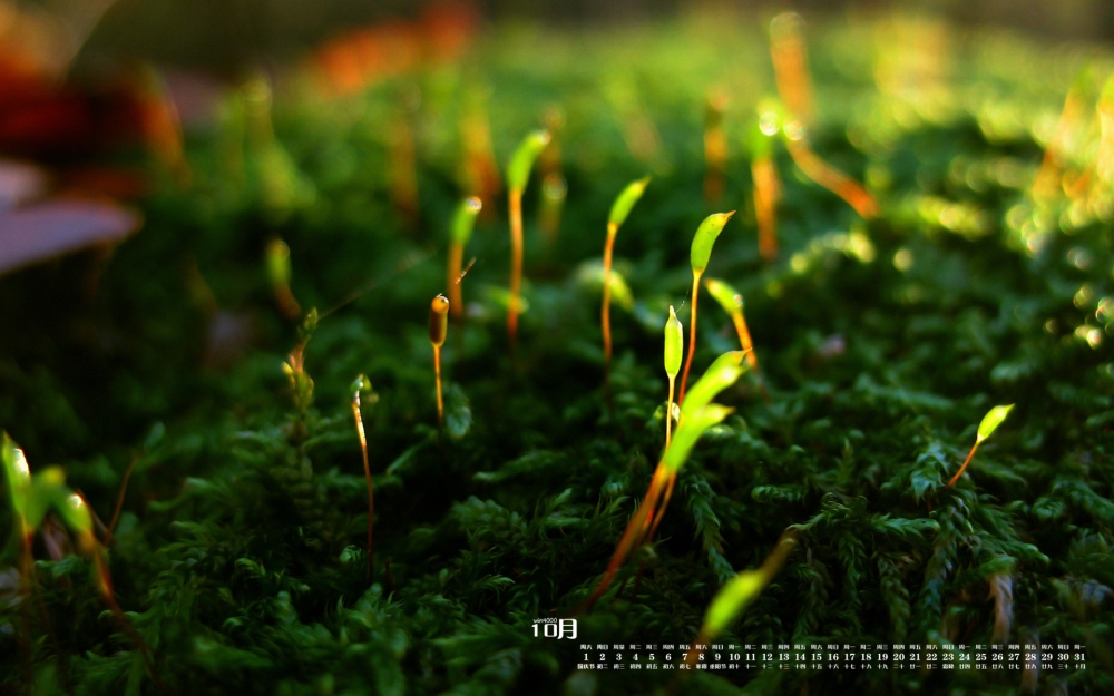 2016年10月日历绿色植物青苔清新护眼高清壁纸图片大全
