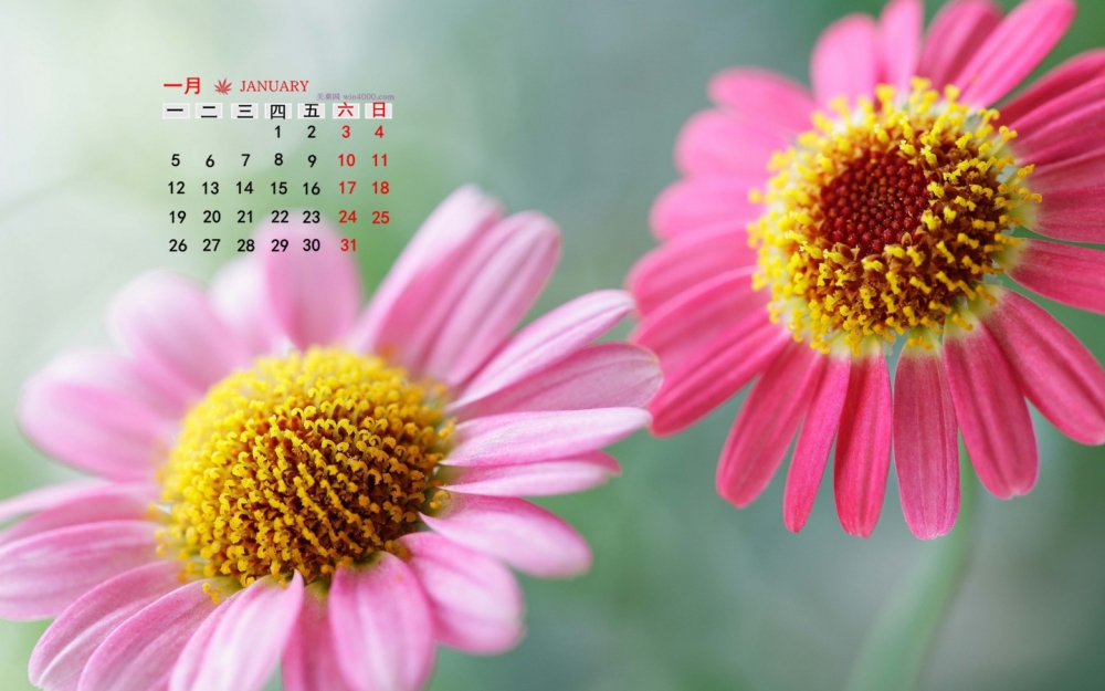 2015年1月日历壁纸唯美好看的清新大自然花朵图片合集第二辑