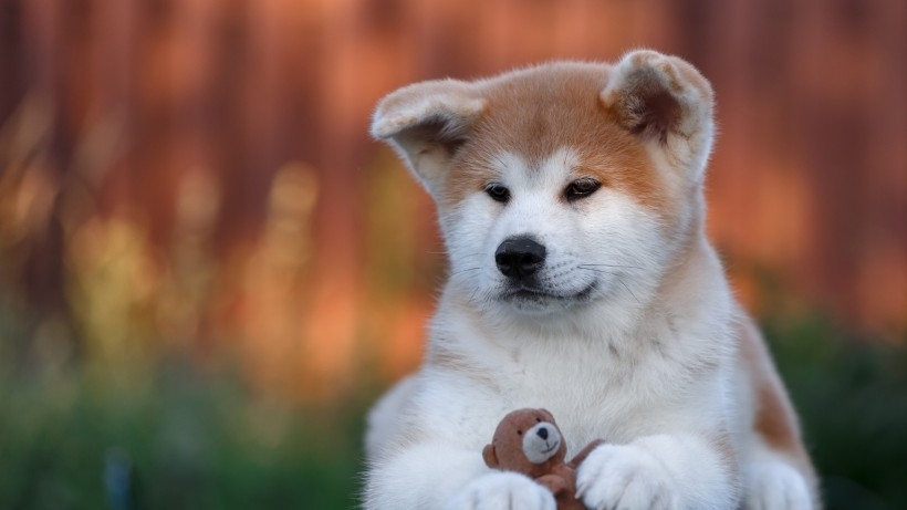 秋田犬狗狗桌面壁纸
