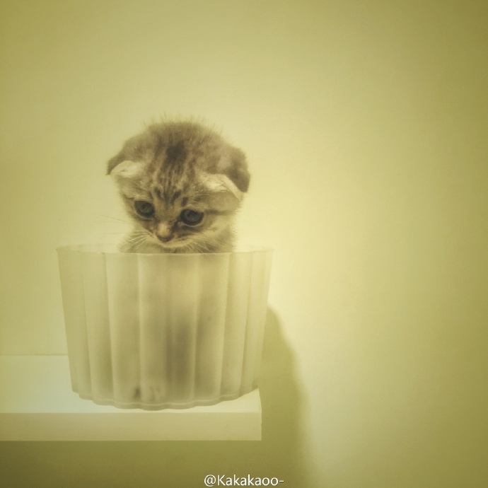 我爱猫,