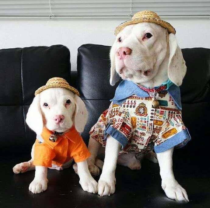 比格犬父子
