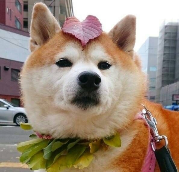 ʚ二哈，是你吗ɞ