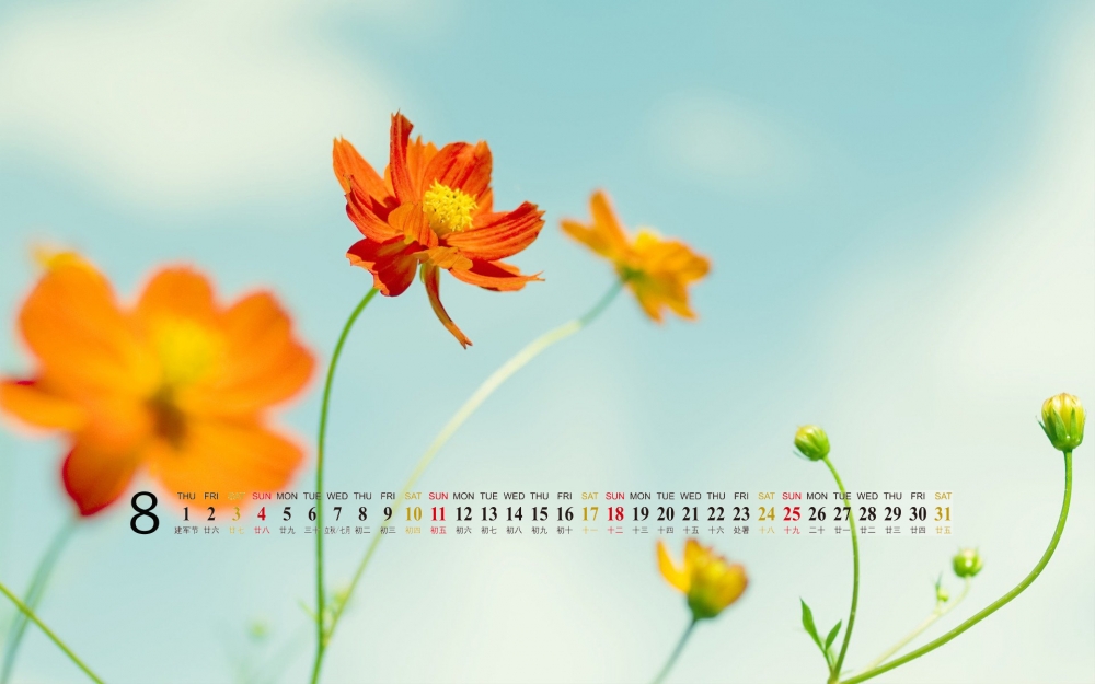 2013年日历壁纸之8月花朵