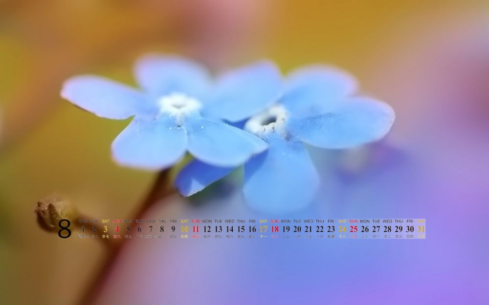 2013年日历壁纸之8月花朵
