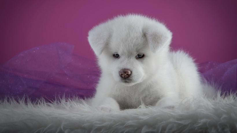 秋田犬狗狗桌面壁纸