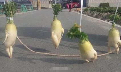 一个关于萝卜的爱情故事