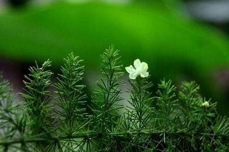 高清摄影唯美花草植物图片素材
