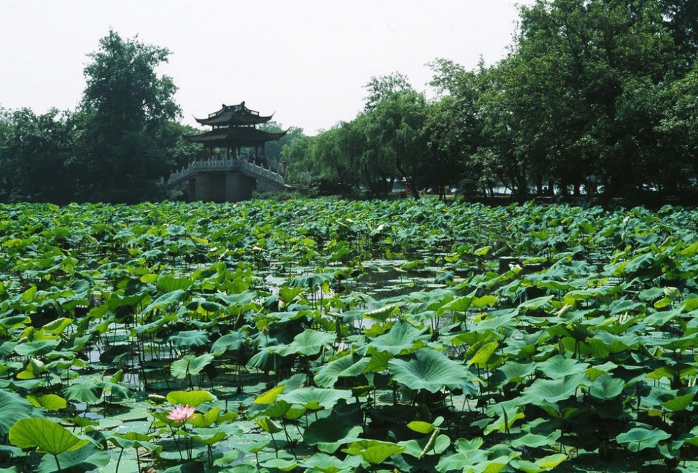 曲院风荷西湖荷叶风景图片集