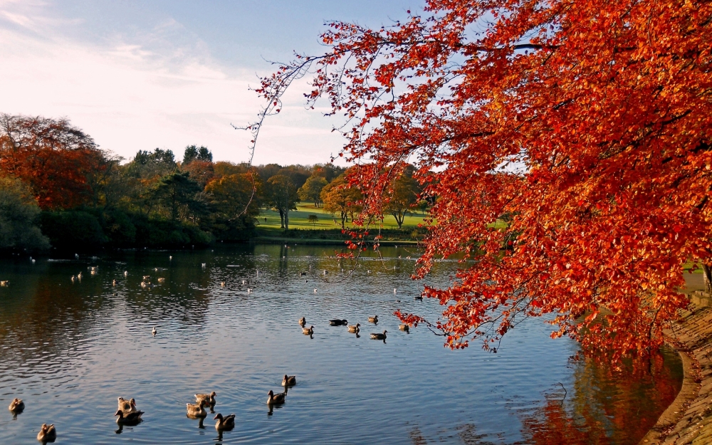 唯美好看的秋日公园枫叶风景桌面壁纸