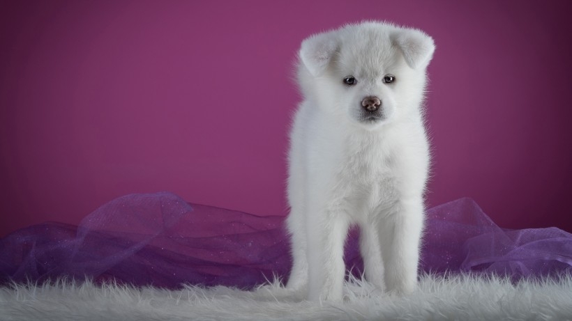 秋田犬狗狗桌面壁纸