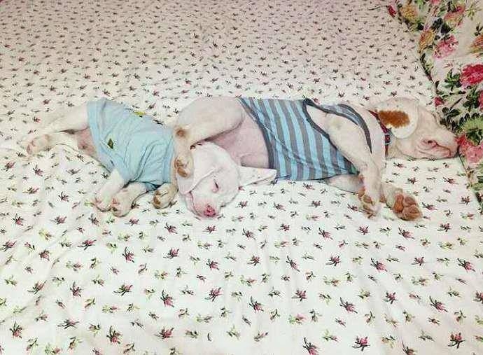 比格犬父子