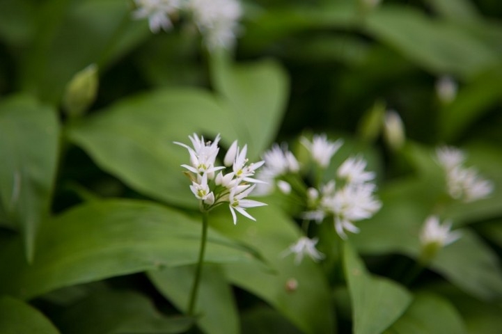 绿白相间的野葱花花草图片大全
