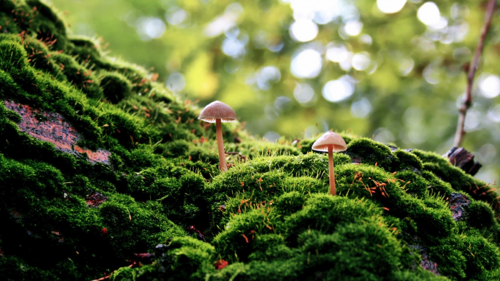 绿色植物苔藓护眼电脑桌面壁纸下载4