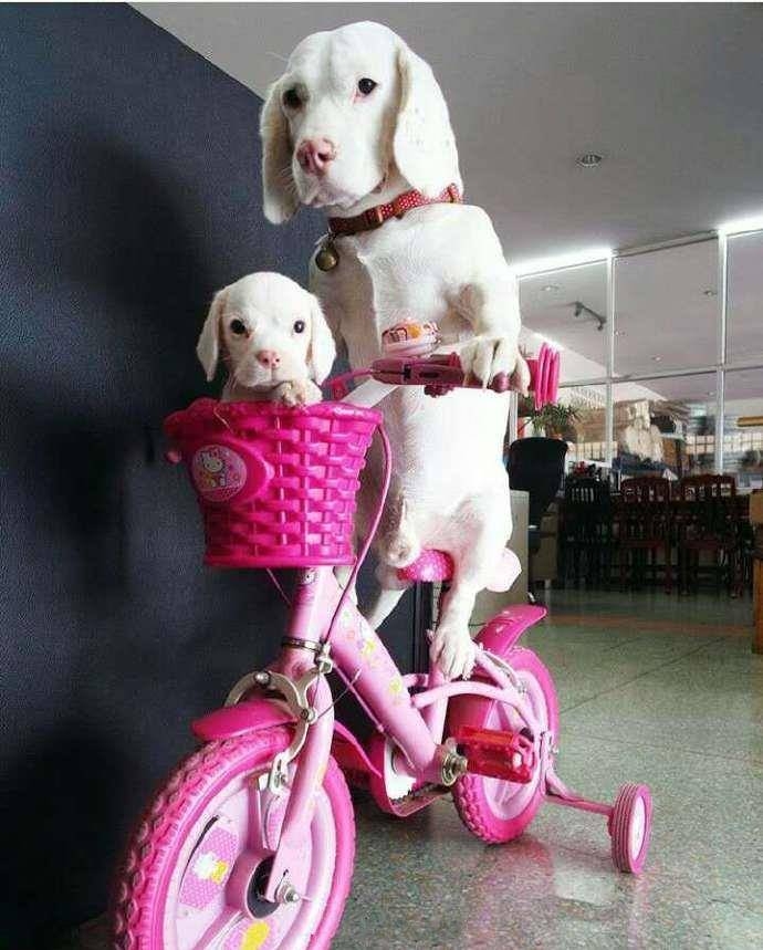 比格犬父子